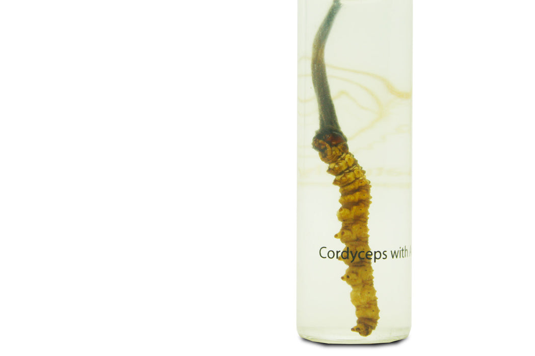Cordyceps with Ara - Druksell.com (3941505400950)