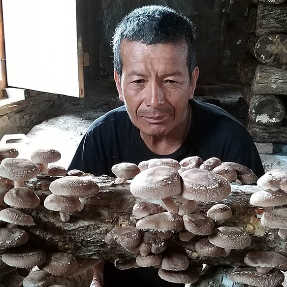 Bhutan mushroom farm | shitake mushroom