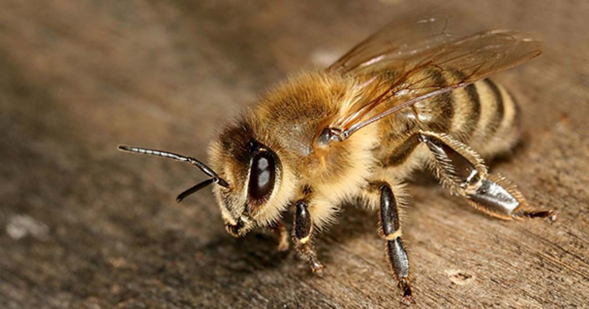 putka honey | stingless bee from Bhutan | druksell