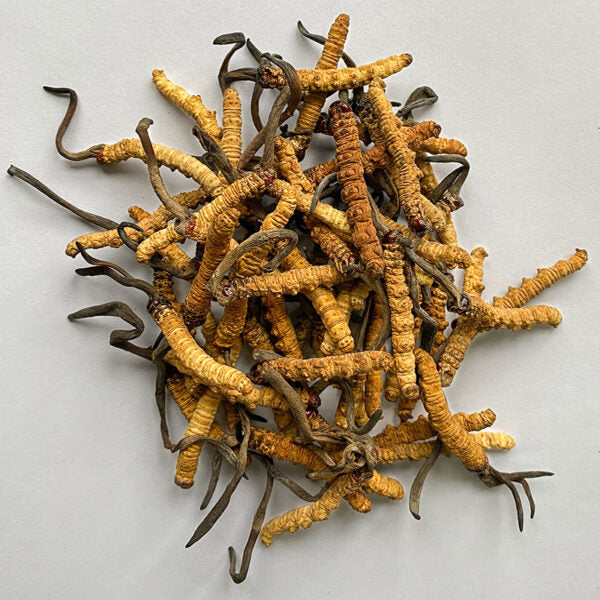 Cordyceps Sinensis from Bhutan: The Emperor's Mushroom