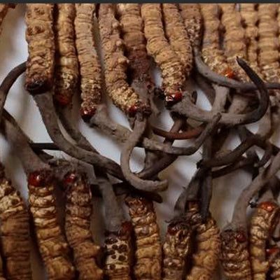 Bhutan cordyceps sinensis | Pure and organic cordyceps from Himalaya