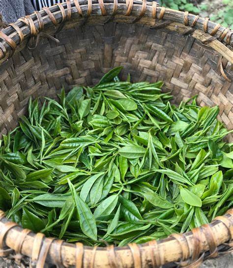 Samdrupcholing Tea, 50 g, Bhutan Green Tea from Trongsa.