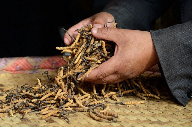 Bhutan wild cordyceps | Cordyceps from Bhutan