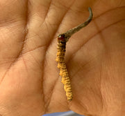 Bhutan Cordycep Sinensis - Druksell.com