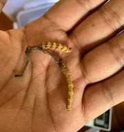 Bhutan Cordycep Sinensis - Druksell.com