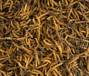 Bhutan Cordycep Sinensis - Druksell.com