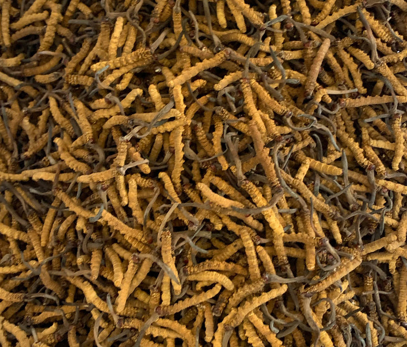 Bhutan Cordycep Sinensis - Druksell.com