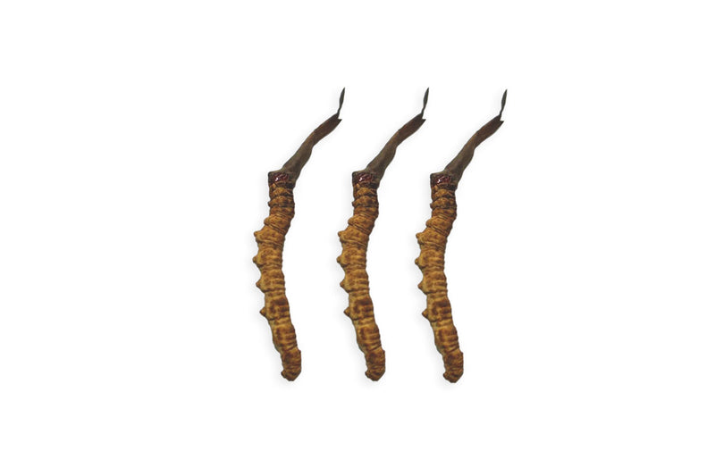 Bhutan Cordycep Sinensis - Druksell.com