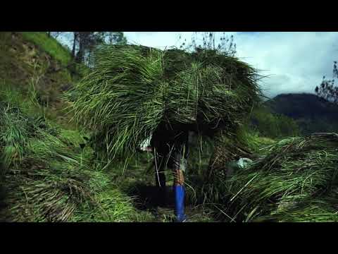Lemongrass extraction in Bhutan
