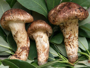 Bhutan Matsutake Mushroom | 松茸 | 송이 | 松栮 - Druksell.com