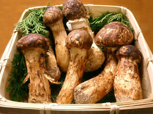 Bhutan Matsutake Mushroom | 松茸 | 송이 | 松栮 - Druksell.com
