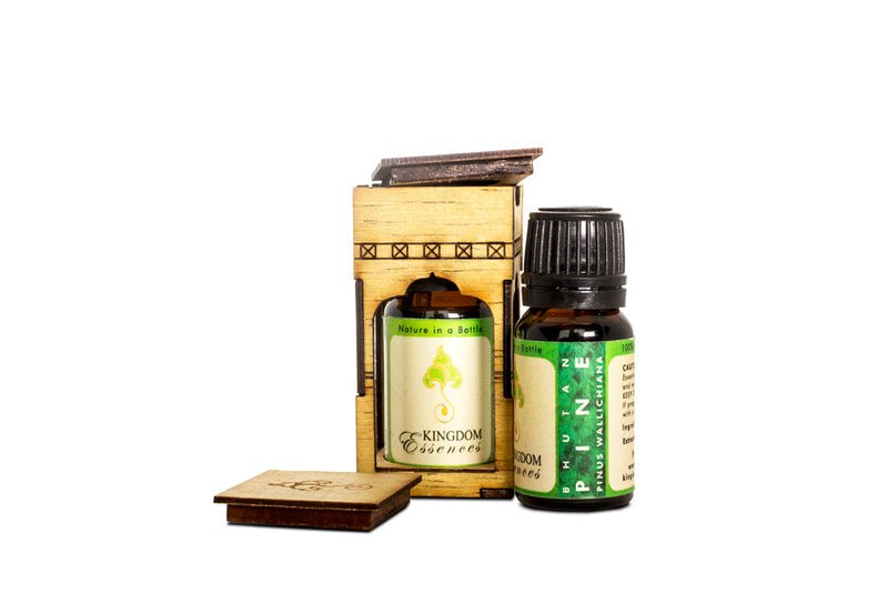 Pine (Pinus Wallichiana) - Druksell.com