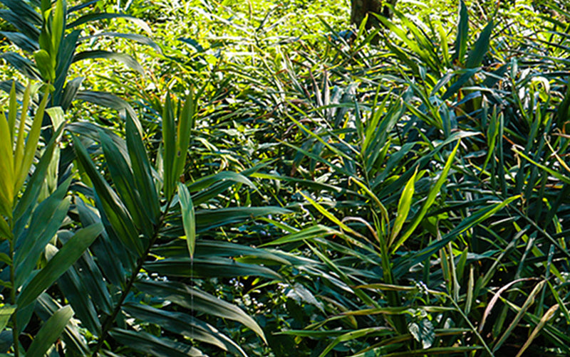 Zhinor - Liniment Oil - Druksell.com (4355574923382)